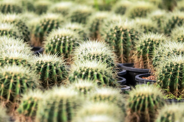 The cactus in the farm