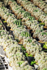 The cactus in the farm