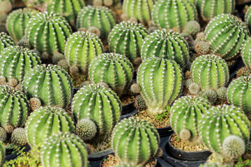 The cactus in the farm