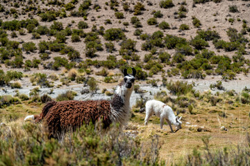 Obraz premium Llama in the mountains in the nature of South America