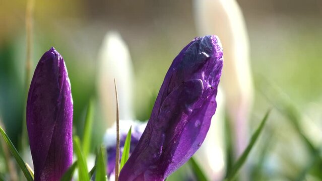 White and purple spring flowers bloom after cold winter. Primroses wake up in early spring. Closed petals of crocuses on blurred background macro