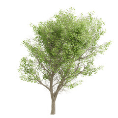 Obraz premium tree isolated on white background