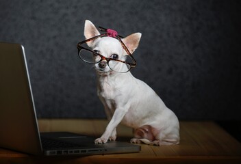 little dog Chihuahua breed sitting on a wooden table with glasses and working on a laptop