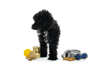 Concept of home pet, black toy poodle, isolated on white background