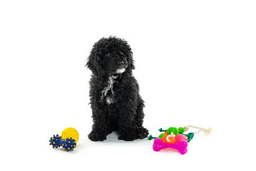 Concept of home pet, black toy poodle, isolated on white background