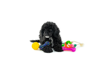 Concept of home pet, black toy poodle, isolated on white background