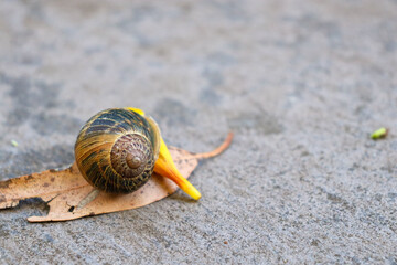 snail on the road