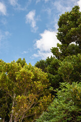 Fototapeta na wymiar 快晴の空と南国の木々
