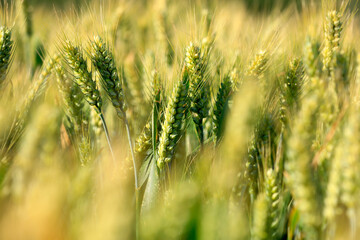 Wheat is growing in the field ,The wheat fields are under the blue sky and white clouds