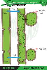 Biology - Lecture notes, plant physiology, flower, seed, root, stem, leaf, next generation question template, eps