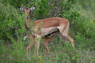 Mother impala antelope feeding its calf in Kruger national park