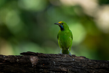 Golden fronted leafbird