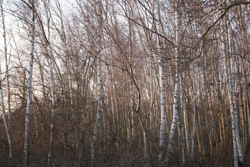 Fototapeta premium Birkenwald