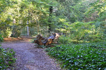 Park at the Historical Castle in the Village Etelsen, Lower Saxony