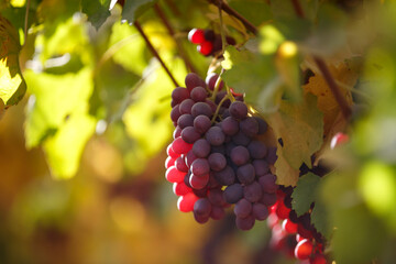  A bunch of grapes lighting by the sun. Wine making, alcoholic beverages