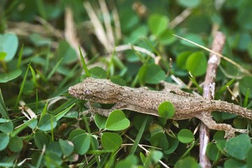 A gray lizard caught in the middle of the grass.