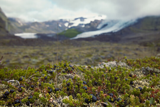 Close up crowberries growing on mountain slope concept photo. Front view photography with snowcapped peaks on background. High quality picture for wallpaper, travel blog, magazine, article