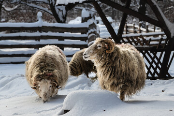 owce zimowy spacer zima wieś śnieżna mroźna zima boże narodzenie słońce promienie 