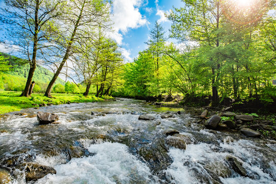 a rapid stream flows through the forest in the rays of the sun on a summer day. Location Carpathians, Ukraine, Europe. Bright photo wallpapers. Discover the beauty of the earth.