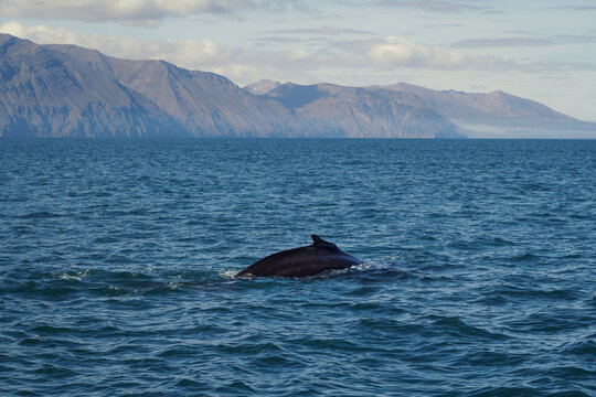 Fin of killer whale in sea landscape photo. Beautiful nature scenery photography with mountains on background. Idyllic scene. High quality picture for wallpaper, travel blog, magazine, article