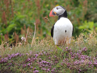 An Icelandic puffin in nature