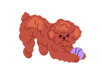 Cute playful Toy Poodle dog. Funny little puppy playing with ball. Miniature breed of hairy doggy, fluffy fuzzy pup pet during fun game. Flat graphic vector illustration isolated on white background