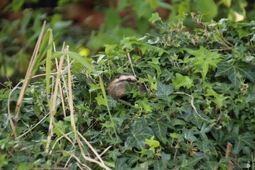 Brütende Ente