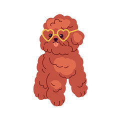 Cute funny Toy Poodle, little dog wearing heart glasses. Happy miniature doggy, amusing small puppy with tongue out. Pup with fluffy hair. Flat graphic vector illustration isolated on white background