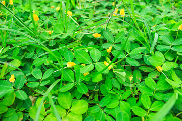 Green leaves background. (Wild Peanut) Arachis duranensis  to replace grass. Small yellow flowers