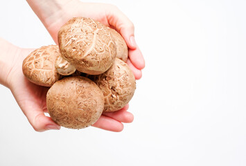 Female hands holding shiitake mushrooms on white background, top view.