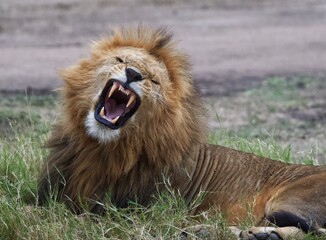 lion in the grass