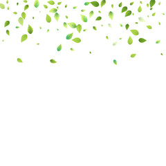 Leaves Green Falling Flying Foliage Leaf Tea Mint