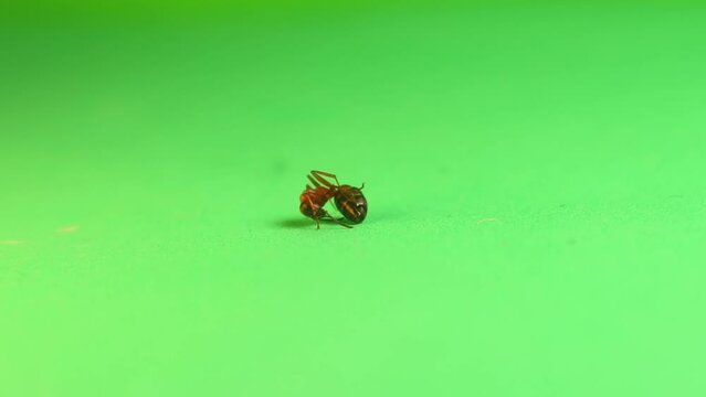 Dead Ant from repellents.
Red wood Ant dying due to being poisoned by pesticides sprayed on crops.
Environment pollution.
Ants isolated on green background.
Destruction of insects. insect.
Bugs, bug