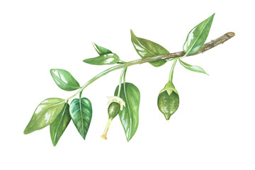 Green unripe lemons on a branch. Little lime. Watercolor illustration. Isolated on a white background. For design stickers, nature prints, kitchen accessories, product packaging with citrus