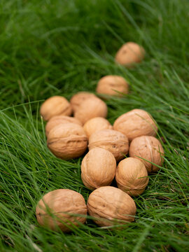 Full-sized Ripe Inshell Walnuts In Autumn. Healthy Nuts Full Of Polyunsaturated Fats, Antioxidants And Nutrients