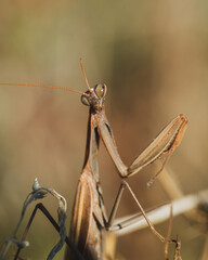 Large brown praying mantis on a dry stem