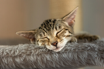 Cute kitten sleeping