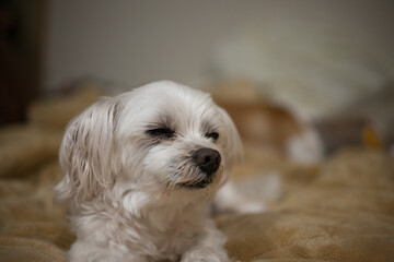 16 years old Maltese dog on the bed
