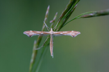 Gillmeria pallidactyla is a moth of the family Pterophoridae. Butterfly Gillmeria pallidactyla in...