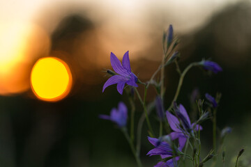 Flowers of bluebells on the background of the evening sunset. Colorful floral background with beautiful bells in the sunlight, a unique scene of the wild nature of plants.