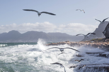 seagulls over the Atlantic Ocean. South Africa