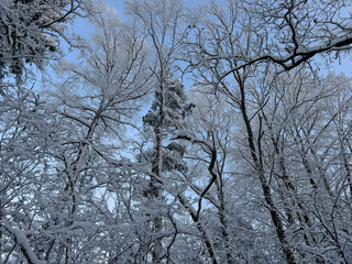 Bottom winter view on trees covered with white snow and hoar frost and with blue sky above,...