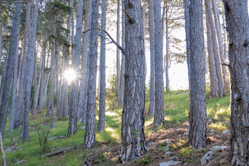 Idyllic hiking trail through fir forest from Kotor to Derinski Vrh, Montenegro, Balkan, Europe. Starburst light shining through the tree trunks creating magical atmosphere. Lovcen, Orjen national park