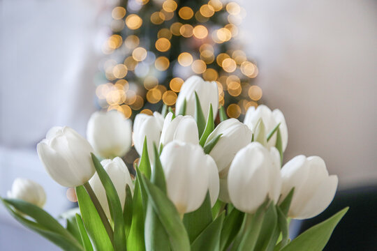 white tulips on christmas tree bokeh background