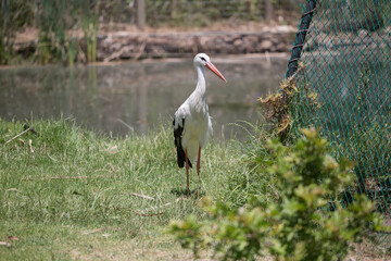 bird secretary in south africa