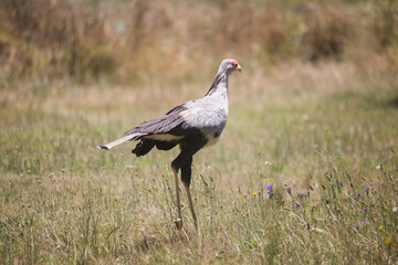 Obraz na płótnie Canvas Bird Secretary, South Africa