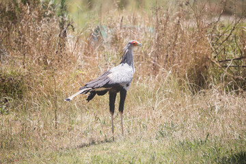 bird secretary in south africa