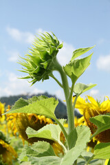 sunflower of the sky bud sunflower