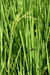 close up of green grass head rice