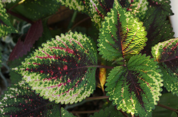 close up of a tree coleus